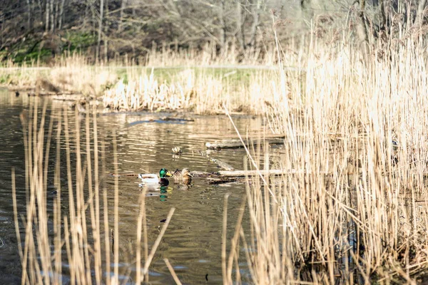 Die Enten Kamen Frühjahr Enten Schwimmen Teich Enten Ufernähe Weibliche — Stockfoto