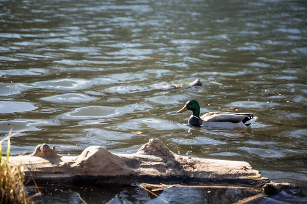 Les Canards Sont Arrivés Printemps Les Canards Nagent Dans Étang — Photo