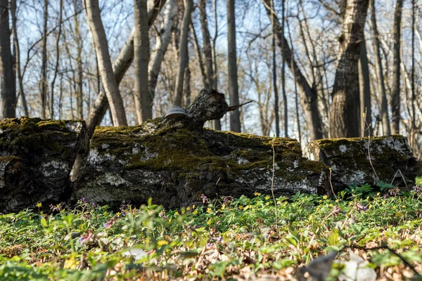 Uma Velha Árvore Caída Numa Clareira Floresta Casca Árvore Coberta — Fotografia de Stock