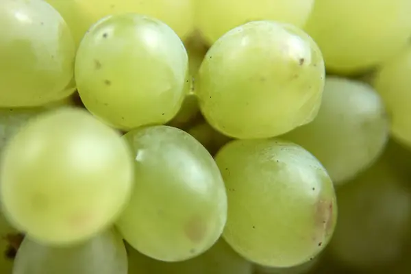 Des Grappes Raisins Gros Plan Raisin Vert Raisins Mûrs Juteux — Photo