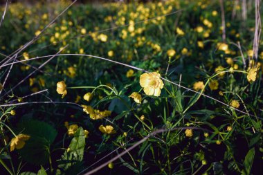 Küçük sarı kır çiçekleri. Bahçede bahar çiçekleri.