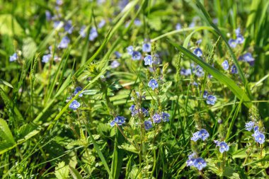 Çiçek tarlasına yakın plan. Makro fotoğraf. Çiçek yakın plan. Mavi çiçek. Güzel Bokeh. Sanatsal bulanıklık. Bahar çayırı.