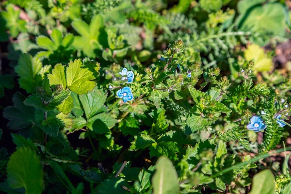小規模なフィールドの花のクローズアップ マクロ写真 花のクローズアップ 青い花 美しいボケ 芸術的なぼかし 春の牧草地 — ストック写真