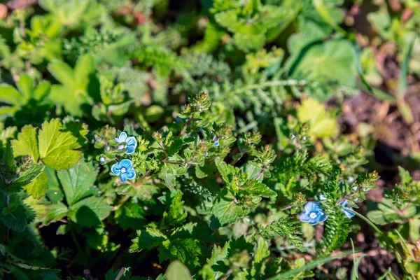 小規模なフィールドの花のクローズアップ マクロ写真 花のクローズアップ 青い花 美しいボケ 芸術的なぼかし 春の牧草地 — ストック写真