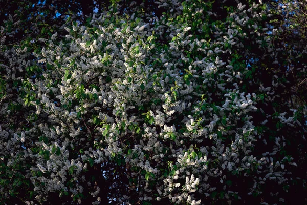 Blooming Tree Background Nature Spring Flowers Spring Background White Small — Stock Photo, Image