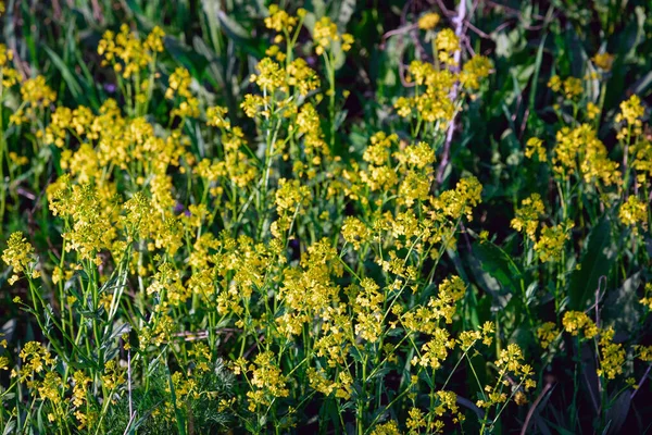 Yellow Wildflowers Spring Flowers Field Lots Little Flowers — Stock Photo, Image