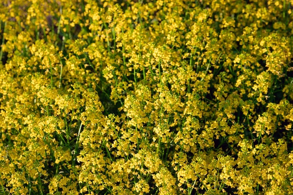 Flores Silvestres Amarelas Flores Primavera Campo Muitas Flores Pequenas — Fotografia de Stock
