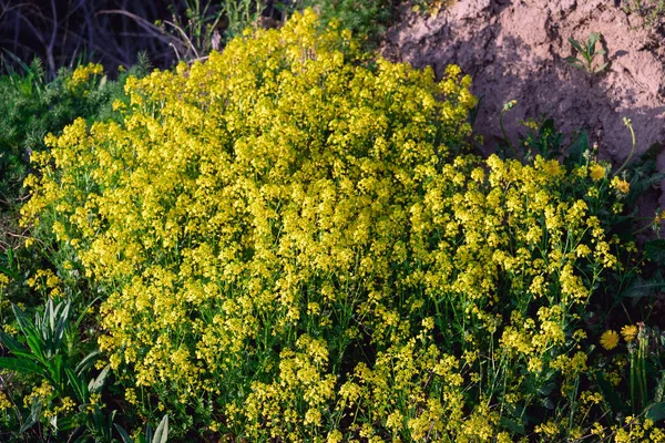 Yellow Wildflowers Spring Flowers Field Lots Little Flowers — Stock Photo, Image