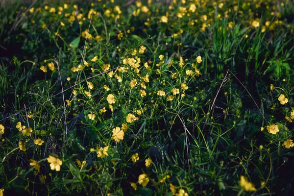 Piccoli Fiori Selvatici Gialli Fiori Primaverili Sul Prato — Foto Stock