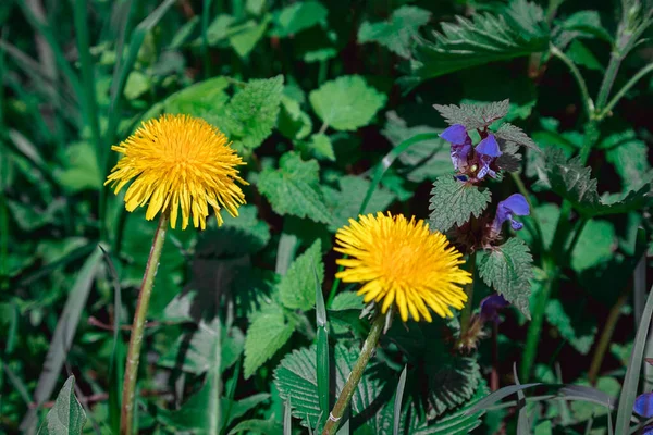 정원에서 꽃피는 민들레 초원에서 수있는 민들레의 바탕의 초록색 — 스톡 사진