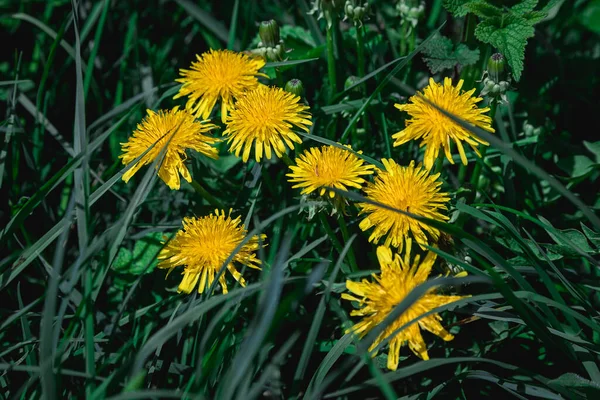 Primo Piano Fiori Tarassaco Gialli Fiore Giardino Primavera Dettaglio Denti — Foto Stock