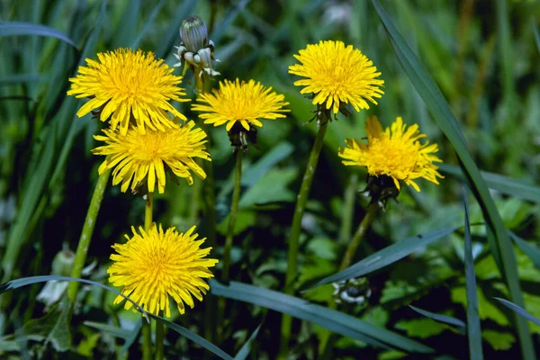 Close Flores Dente Leão Amarelo Florescendo Jardim Primavera Detalhe Dentes — Fotografia de Stock