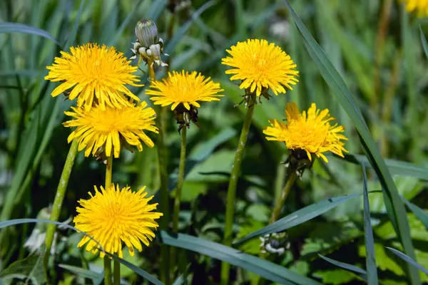 Zbliżenie Kwitnących Żółtych Kwiatów Mniszka Lekarskiego Ogrodzie Wiosną Szczegół Jaskrawy — Zdjęcie stockowe