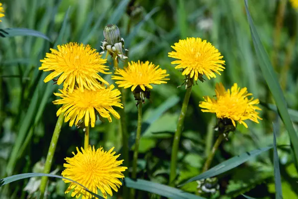 Close Van Bloeiende Gele Paardenbloem Bloemen Tuin Het Voorjaar Detail — Stockfoto