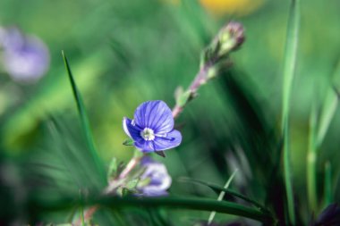 Çiçek tarlasına yakın plan. Makro fotoğraf. Çiçek yakın plan. Mavi çiçek. Güzel Bokeh. Sanatsal bulanıklık. Bahar çayırı.