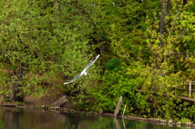 Parktaki gölün üzerinden bir martı uçuyor. Orman parkındaki ağaçların arkasındaki beyaz martı. Kuş uçuyor..