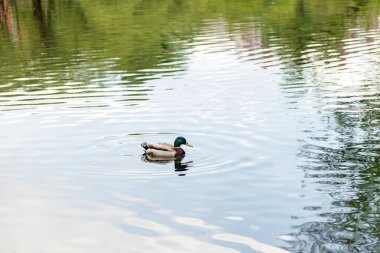 Bir erkek ördek parkta bir gölette yüzer. Göldeki ördek. Suyun yüzeyi. Gölün sakin suları.