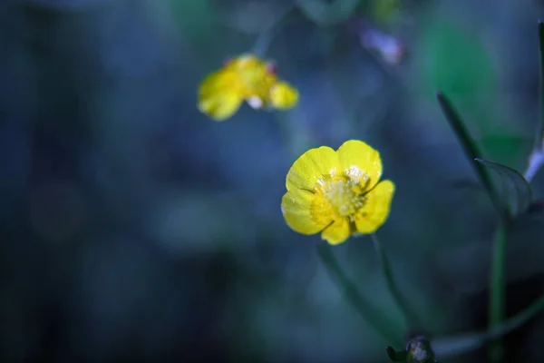 Маленькі Жовті Дикі Квіти Весняні Квіти Прекрасне Розмиття Природний Фон — стокове фото