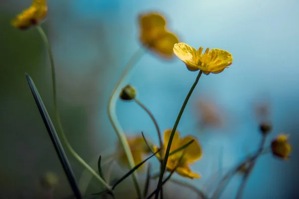 Små Gule Villblomster Vårblomster Nydelig Tåke Naturlig Bakgrunn Den Kunstneriske – stockfoto