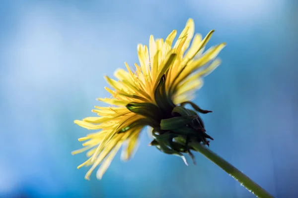 Sarı Karahindiba Yakın Plan Flora Nın Makro Fotoğrafçılığı Güzel Sanatsal — Stok fotoğraf
