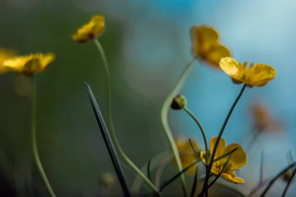 Pequenas Flores Amarelas Flores Primavera Belo Borrão Fundo Natural Lado — Fotografia de Stock