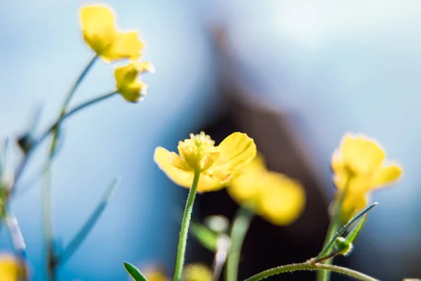 Små Gule Villblomster Vårblomster Nydelig Tåke Naturlig Bakgrunn Den Kunstneriske – stockfoto