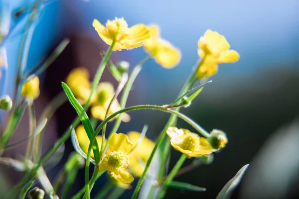 Small Yellow Wildflowers Spring Flowers Beautiful Blur Natural Background Artistic — Stock Photo, Image