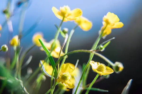 Small Yellow Wildflowers Spring Flowers Beautiful Blur Natural Background Artistic — Stock Photo, Image