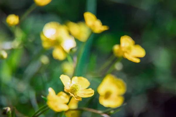 Small Yellow Wildflowers Spring Flowers Beautiful Blur Natural Background Artistic — Stock Photo, Image