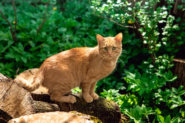 Red Cat Basks Sun Village Cat Rays Spring Sun Green — Stock Photo, Image