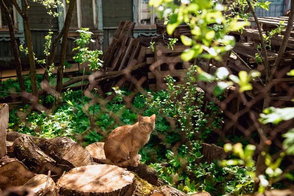 村里的红猫这只猫正在晒太阳 动物坐在木头上 背靠着青草 — 图库照片