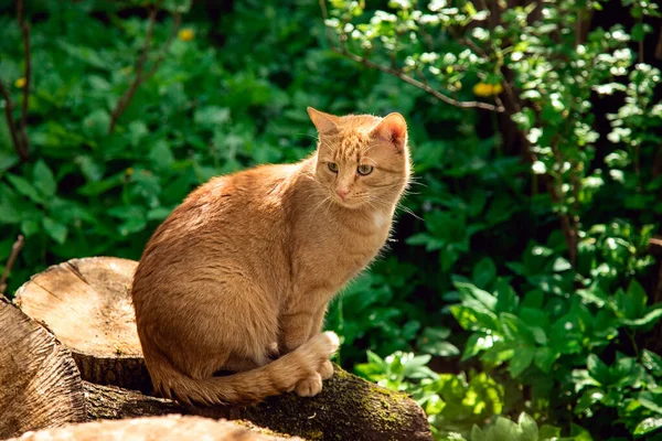 Gato Rojo Pueblo Gato Está Tomando Sol Animal Está Sentado — Foto de Stock