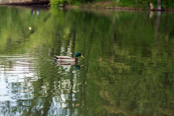 Pato Macho Nada Uma Lagoa Parque Pato Lago Superfície Água — Fotografia de Stock