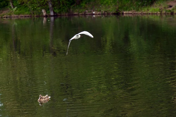 Egy Sirály Repül Felett Parkban Fehér Sirály Fák Hátterén Egy — Stock Fotó