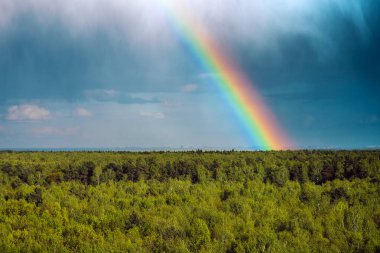 Yaz ormanı üzerinde gökkuşağı, açık gökyüzü ve açık gökkuşağı renkleri, orman yolu. Doğal bir manzara. Yağmurdan sonra gökkuşağının renkleri. Cumulonimbus bulutları.