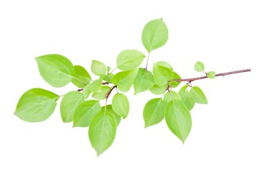 Beyaz arka planda yeşil yaprakları olan izole bir ağaç dalı. Gölge yok