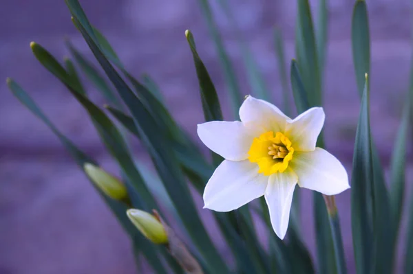 Біло-жовта одна квітка нарциса на фіолетовому фоні з пробілом для копіювання — стокове фото