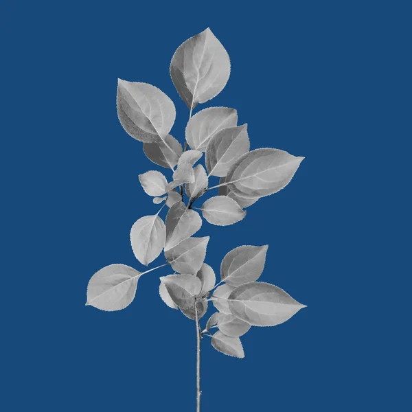 Isolated black and white branch of a tree with leaves on blue background. No shadows. Stock Photo