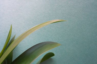 Clivia ofis bitkisi yeşil doku arka planında kopya alanı ile birlikte bırakır