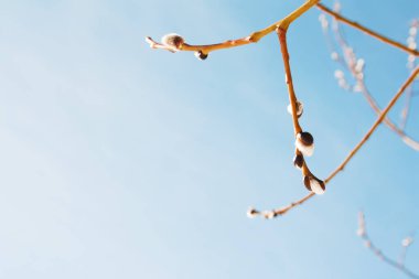 Bahar, parktaki ya da ormandaki gökyüzü mavisi bir arka planda söğüt dalına çiçek açtı. Kapatın. Bahar kartı.