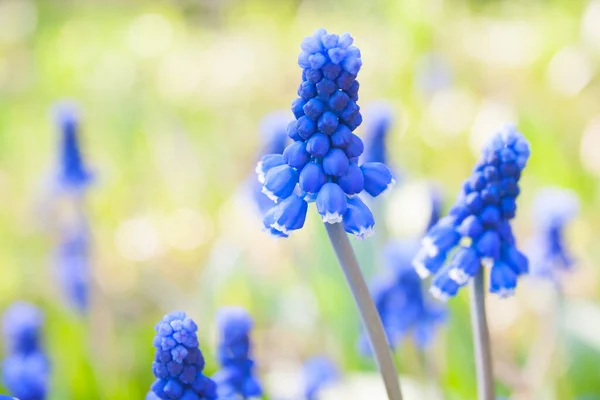 Első Tavasz Muscari Virágok Virágágyás Kertben Napsütéses Nap Természetes Bokeh — Stock Fotó