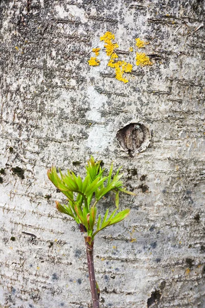 Fresh green sprout of mountain ash against the background of the trunk of an old rowan tree. The concept of mutual relations of the young and old generation.