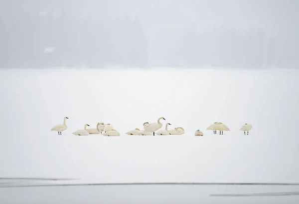 Swans on Frozen Lake — Stock Photo, Image