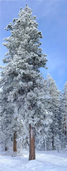 Árbol increíble en invierno —  Fotos de Stock