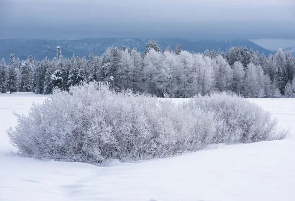 Frostiga träd i vinter — Stockfoto