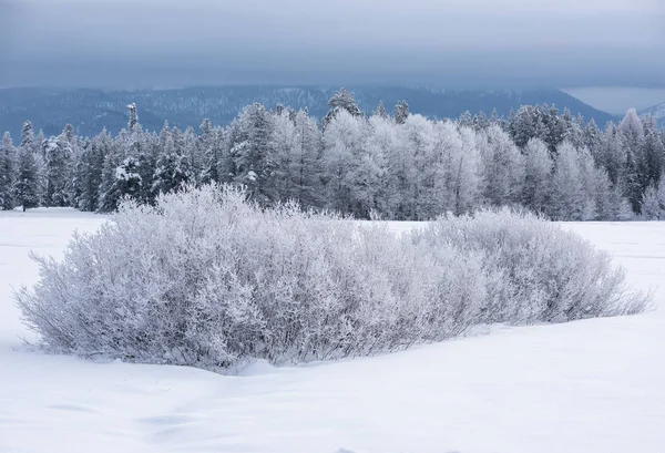 Alberi ghiacciati in inverno Foto Stock