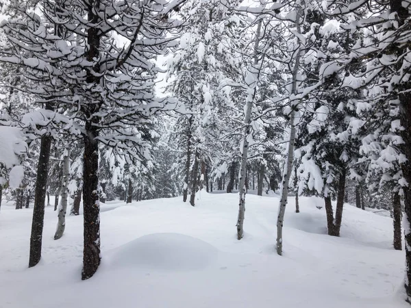雪的冬天树 — 图库照片