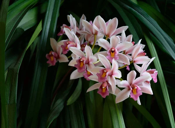 Cymbidium orkide çiçek açar