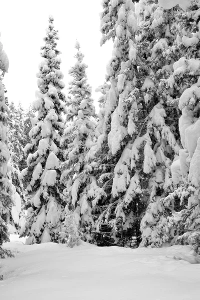 冬の雪の中の木 — ストック写真