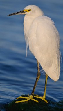 Karlı Akbalıkçıl kayanın üstünde